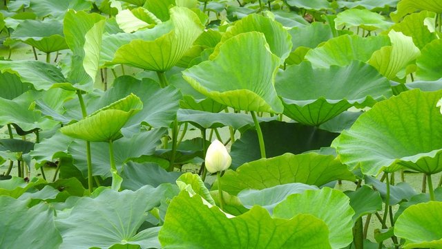 ハス田の光景（霞ケ浦・茨城県）