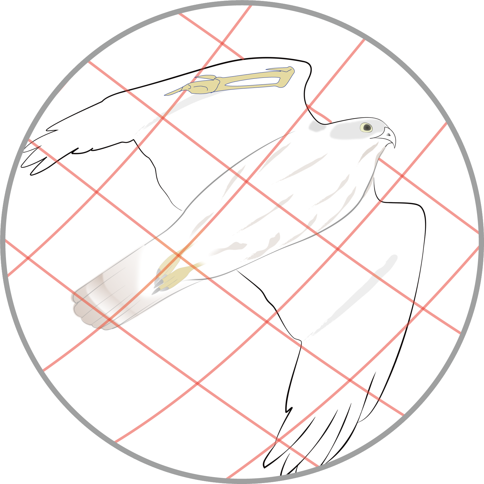 オオタカ（若）の防鳥ネットへの突入（想像図）