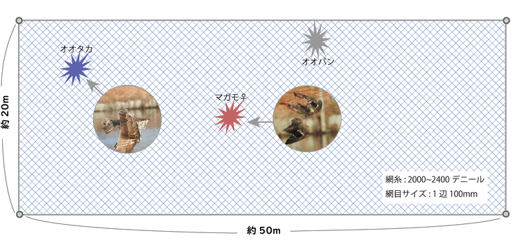 羅網事故の発生状況（圃場上から）